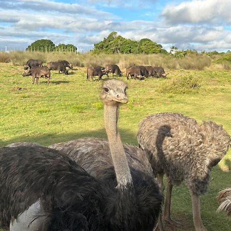 Ostrich Cottage At Les Wings Private Game Farm Groot-Jongensfontein Esterno foto