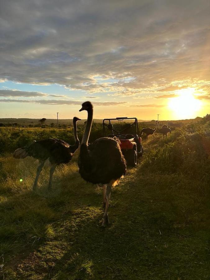 Ostrich Cottage At Les Wings Private Game Farm Groot-Jongensfontein Esterno foto